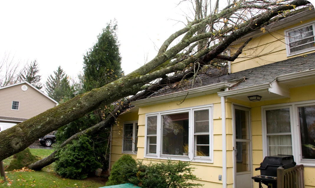 Large tree collapsed on roof